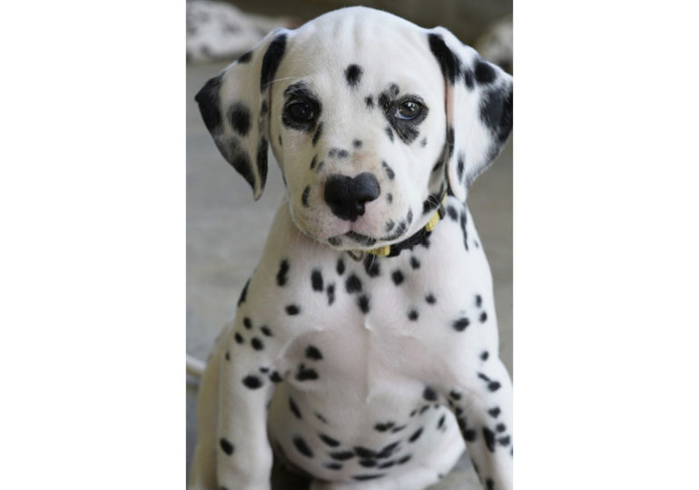 Breeder Gallery Large Image