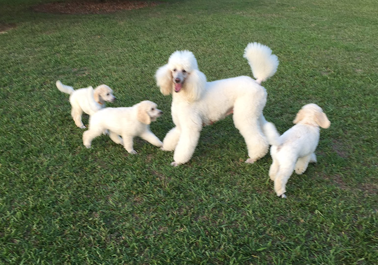 Breeder Gallery Large Image