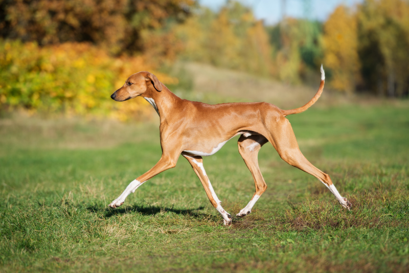 shutterstock_742179964
