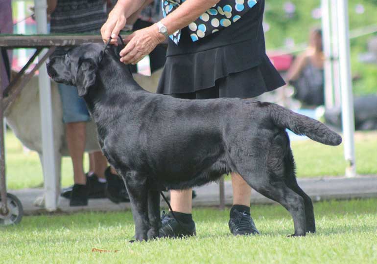 Breeder Gallery Large Image