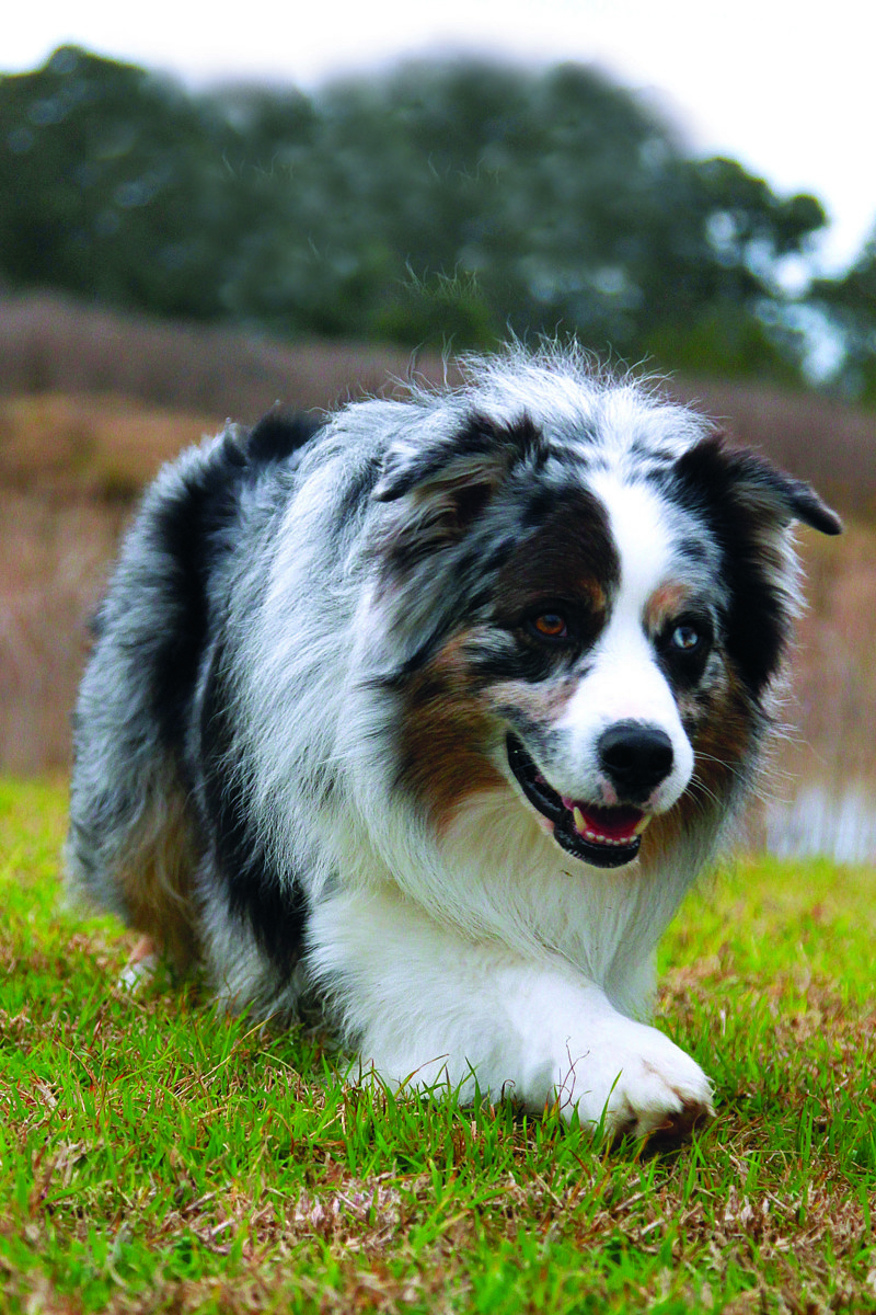 Aussie shep_V2