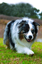 Aussie shep_V2