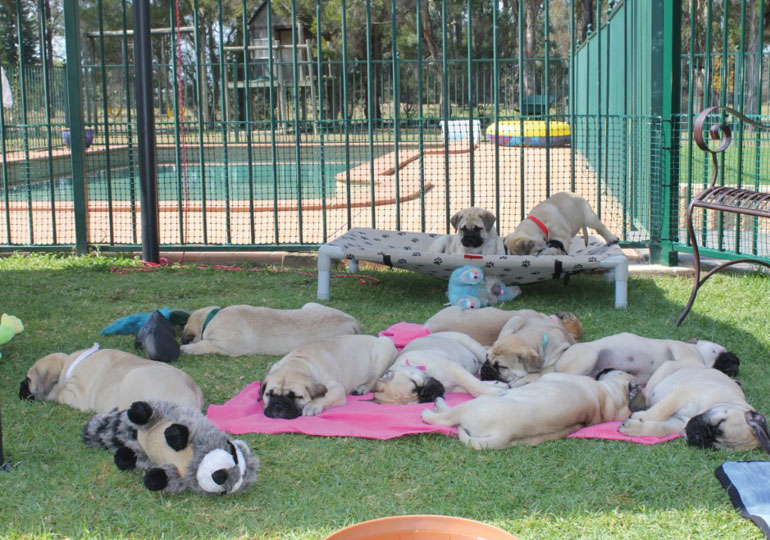 Breeder Gallery Large Image