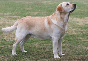 labrador_retriever