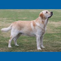 labrador_retriever