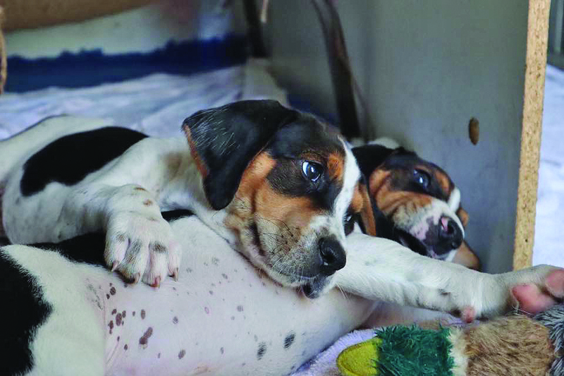 puppies
