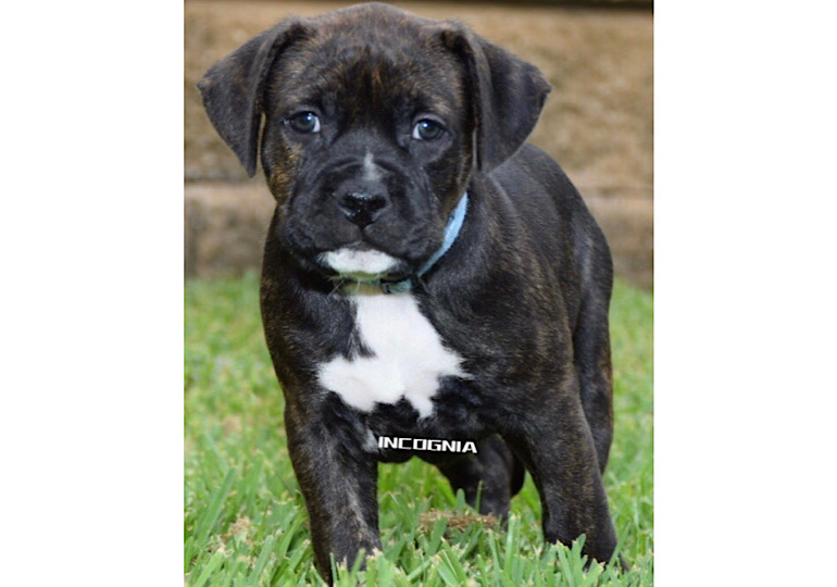 Breeder Gallery Large Image