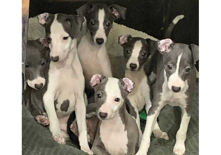 Breeder Gallery Large Image