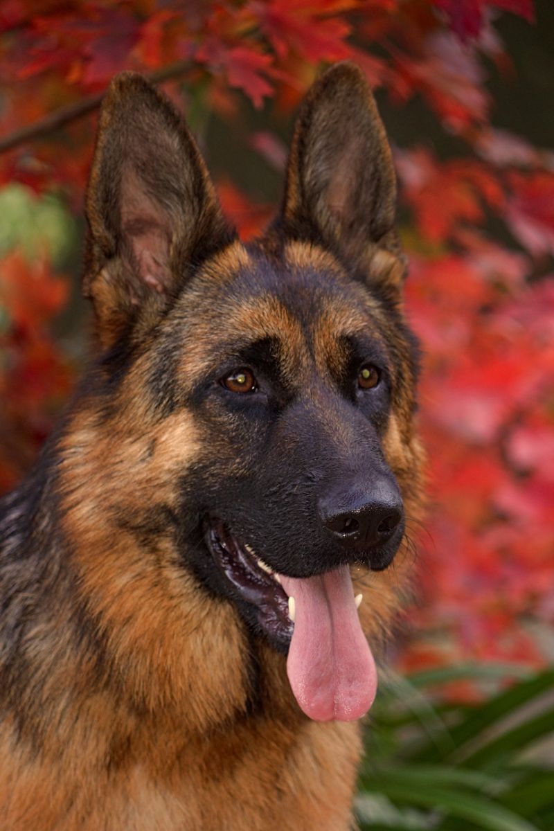 Breeder Gallery Large Image