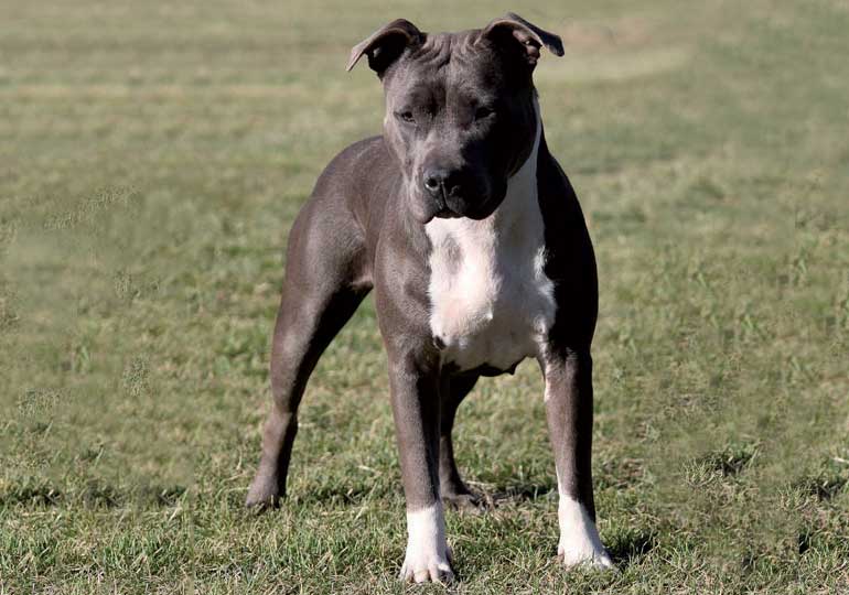 american_staffordshire_terrier