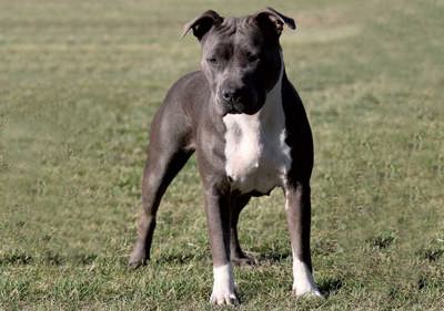 american_staffordshire_terrier