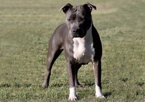 american_staffordshire_terrier