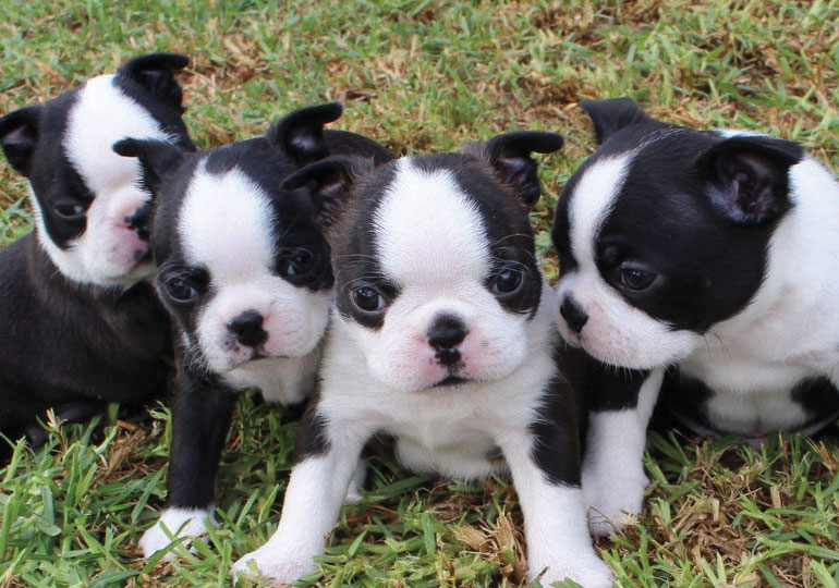 Breeder Gallery Large Image