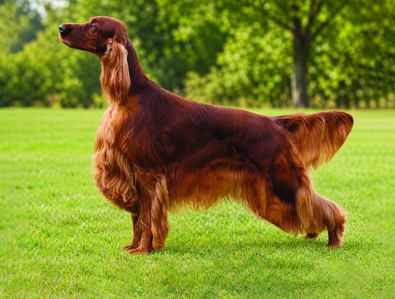 Cabal Canine Candids
