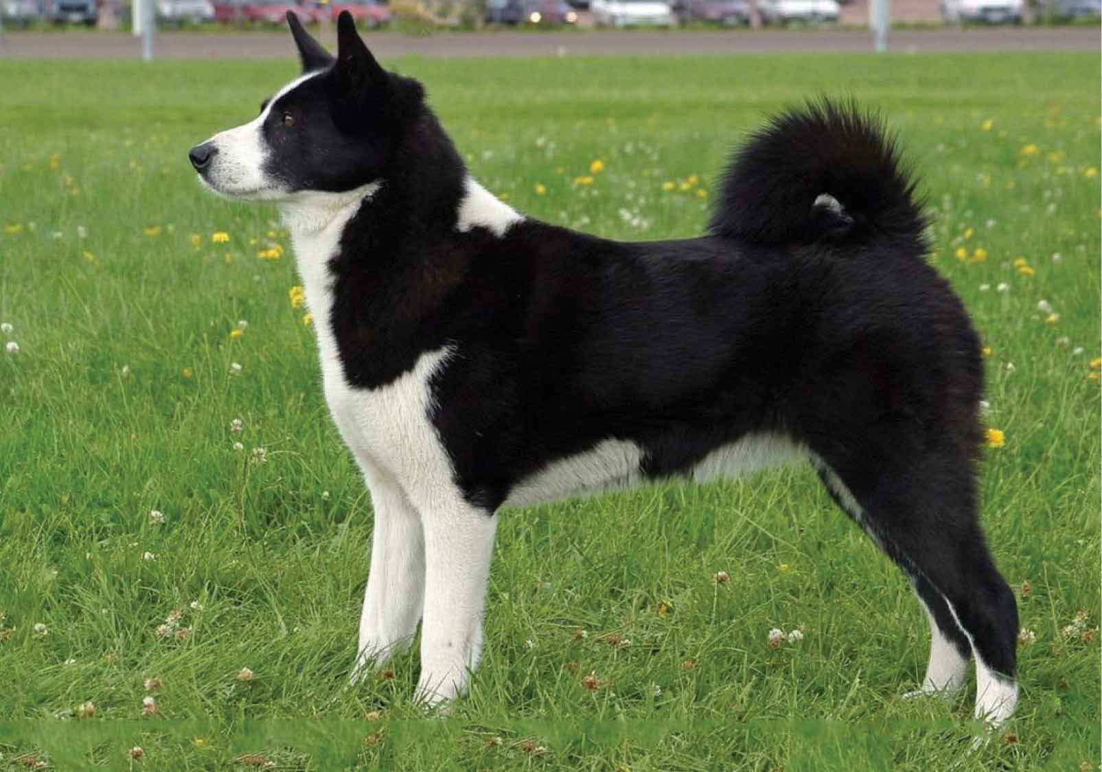 karelian_bear_dog