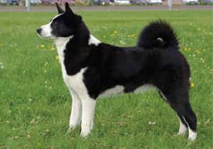 karelian_bear_dog