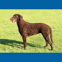 curly_coated_retriever