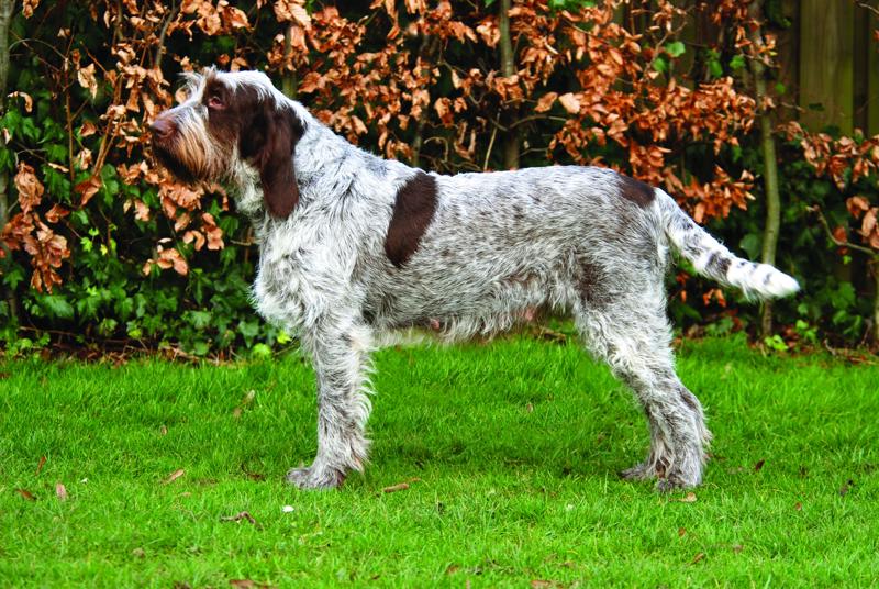World Dog Show 2018