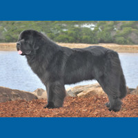 newfoundland