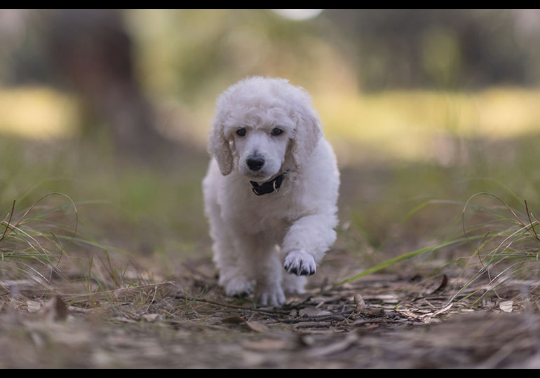 Breeder Gallery Large Image
