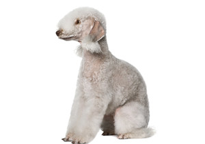 bedlington_terrier