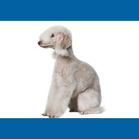 bedlington_terrier