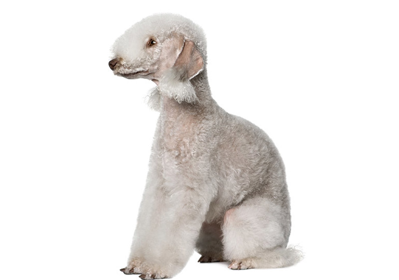 Breed Standard - Bedlington Terrier