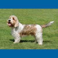 petit_basset_griffon_vendeen