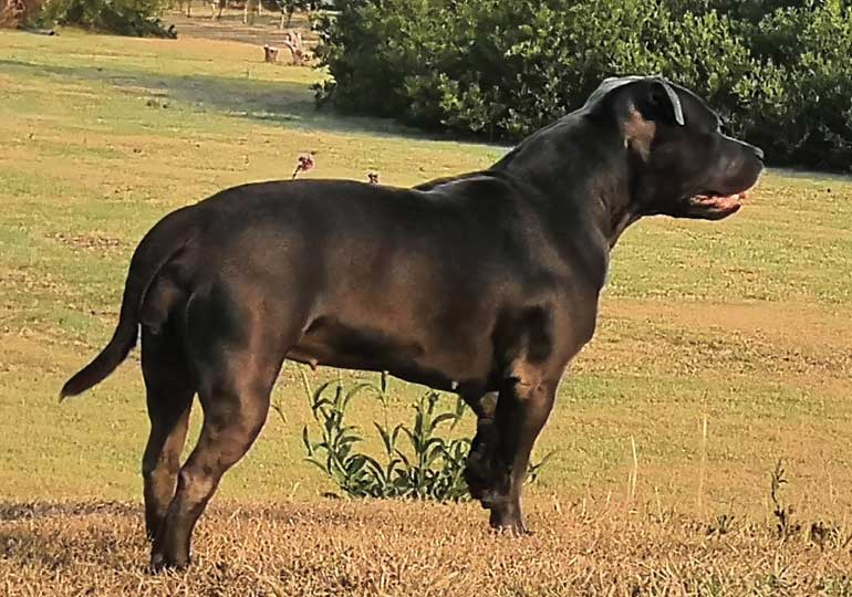 Breeder Gallery Large Image