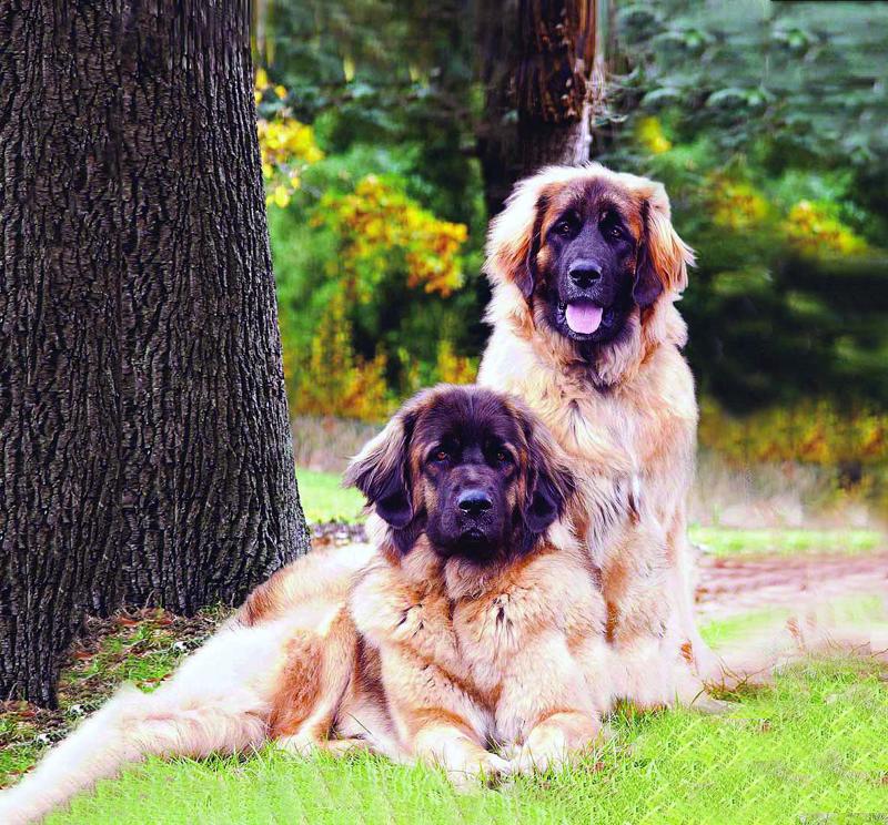 Dogs NSW magazine extended