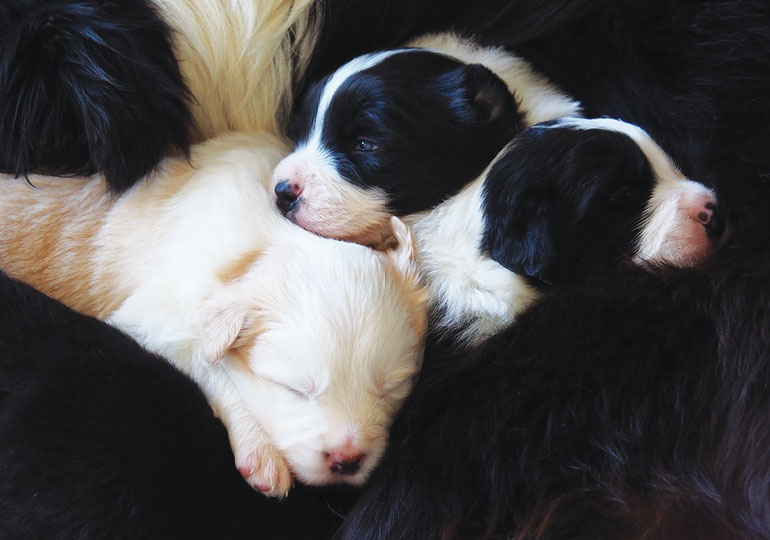 Breeder Gallery Large Image