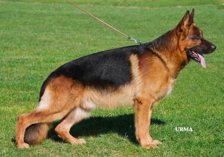 Breeder - Mr Graeme Stevenson