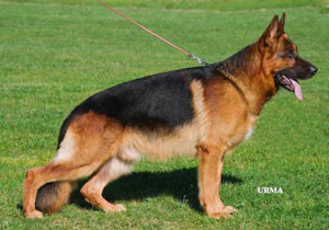 Breeder - Mr Graeme Stevenson