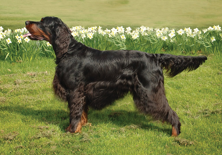 gordon_setter