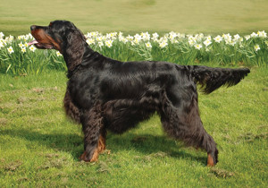 gordon_setter