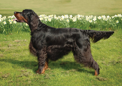 gordon_setter
