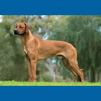 rhodesian_ridgeback