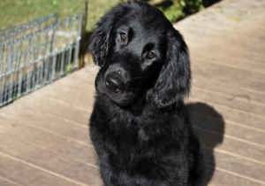 Breeder - Ms Gillian Holmes