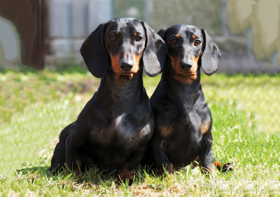 dachshund_standard_smooth_haired___miniature_smooth_haired