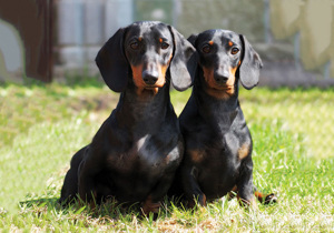 dachshund_standard_smooth_haired___miniature_smooth_haired