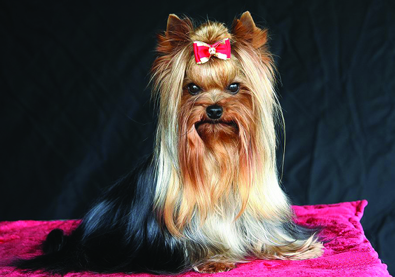 Yorkshire Terrier tile.jpg