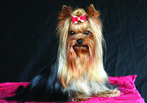 Yorkshire Terrier tile.jpg