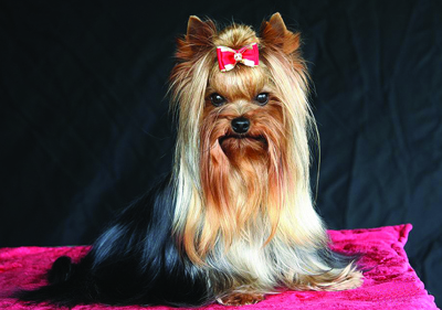 Yorkshire Terrier tile.jpg