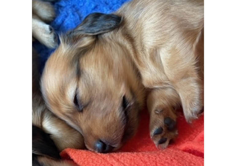 Breeder Gallery Large Image