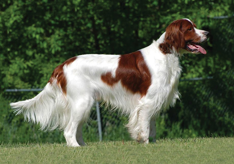 Breed Standard - Irish Red and White Setter