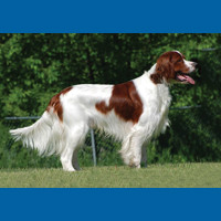 irish_red_and_white_setter