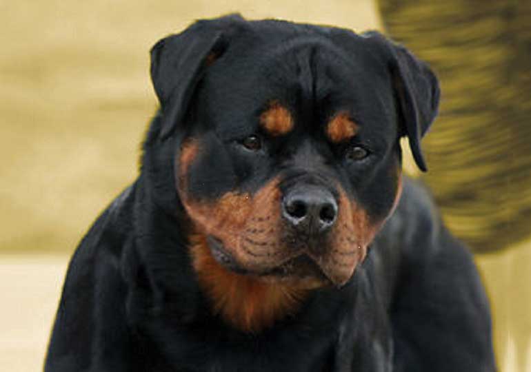 Breeder - Ms Lisa Chin