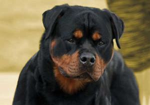 Breeder - Ms Lisa Chin