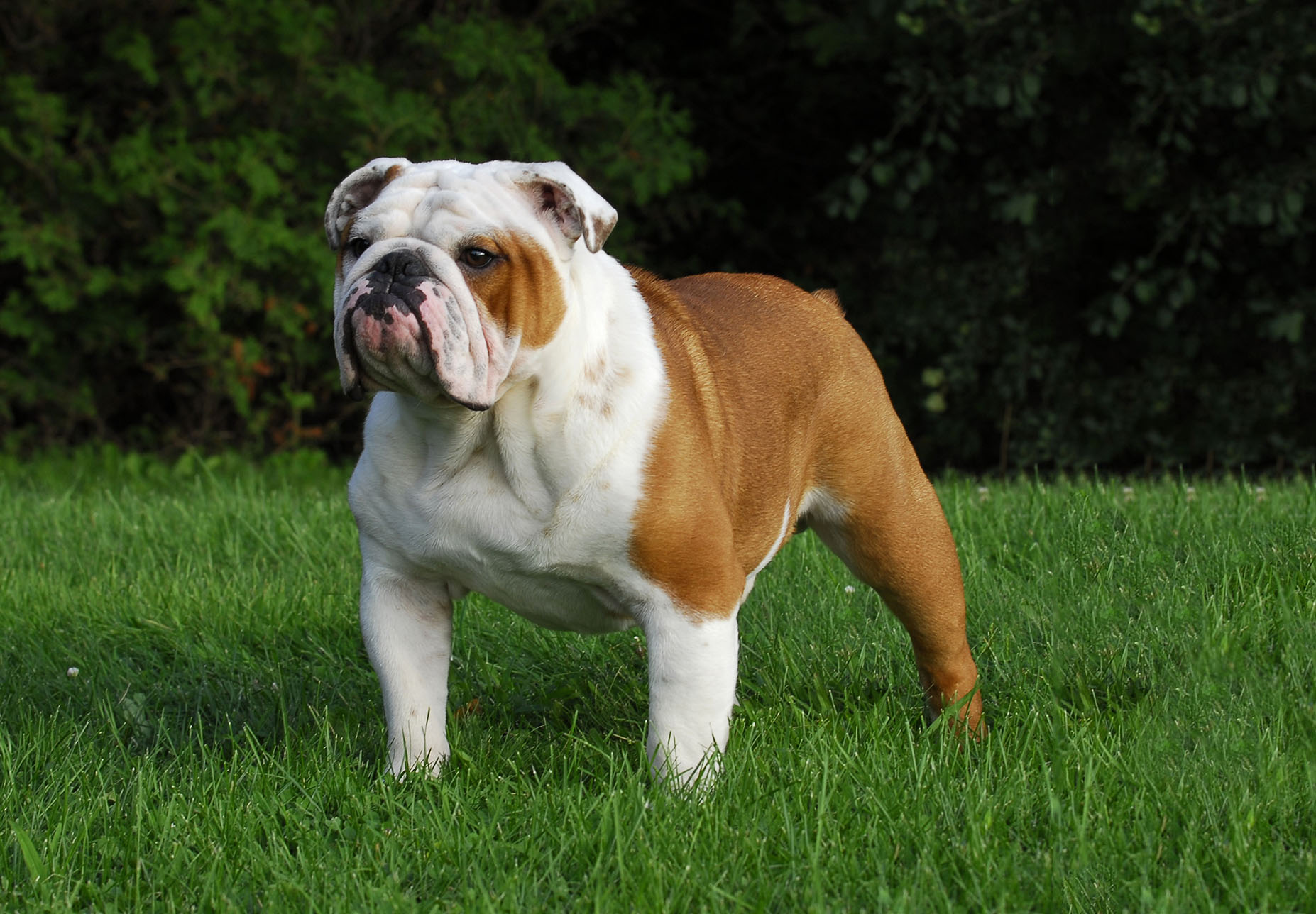 British Bulldog - shutterstock_58277692