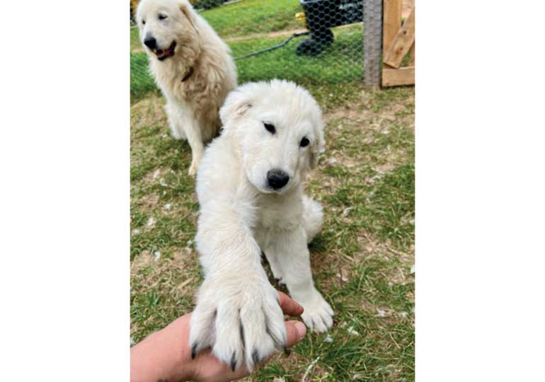 Breeder Gallery Large Image